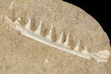 Enchodus Jaw Sections with Teeth - Cretaceous Fanged Fish #87998-1